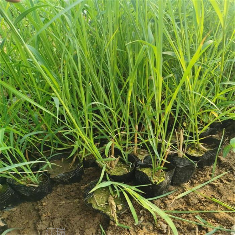  浙江矢羽芒出售 常用观赏草矢羽芒批发 江瑞观赏草基地
