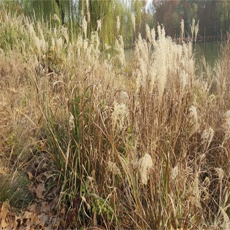 湖北矢羽芒批发 岸边绿化矢羽芒供应 欢迎致电咨询江瑞园艺