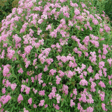 浙江金山绣线菊价格 花镜 花坛用苗金山绣线菊