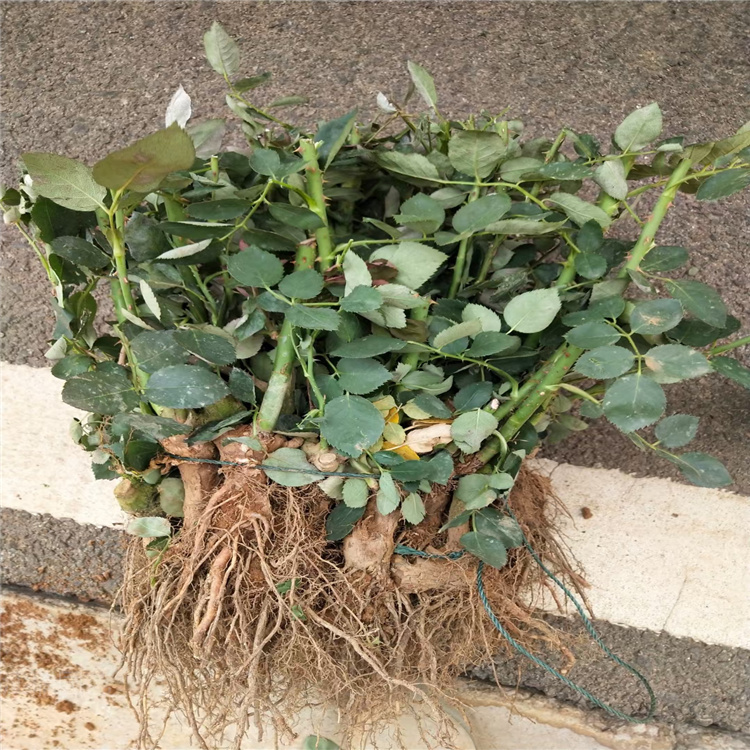 三季蔷薇出售 湖南蔷薇批发 现货供应欢迎选购