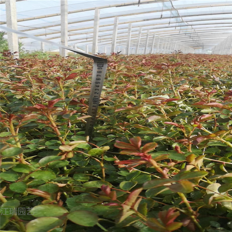 庭院绿化蔷薇基地 河北蔷薇小苗价格 江瑞花卉