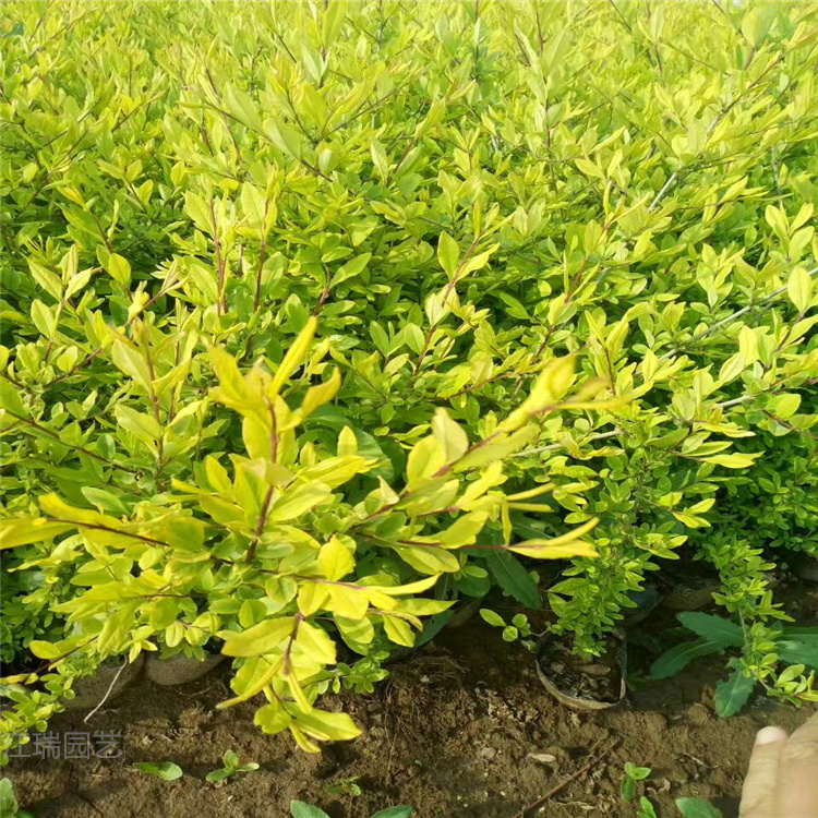 金叶水蜡基地 江苏金叶水蜡价格 江瑞