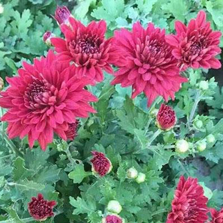 盆栽地被菊 庭院花卉 山东地被菊批发商