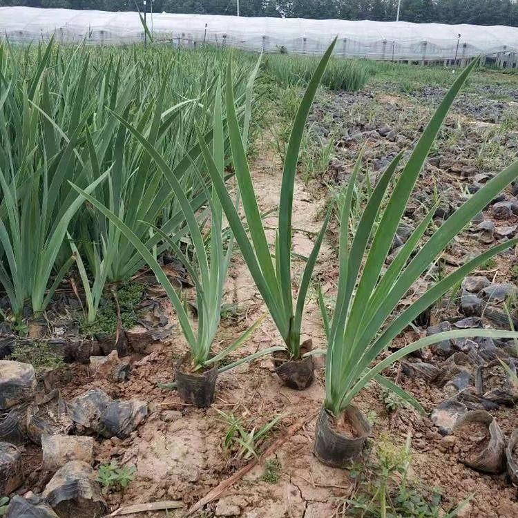 德国鸢尾种植基地 山东德国鸢尾种苗 长势好
