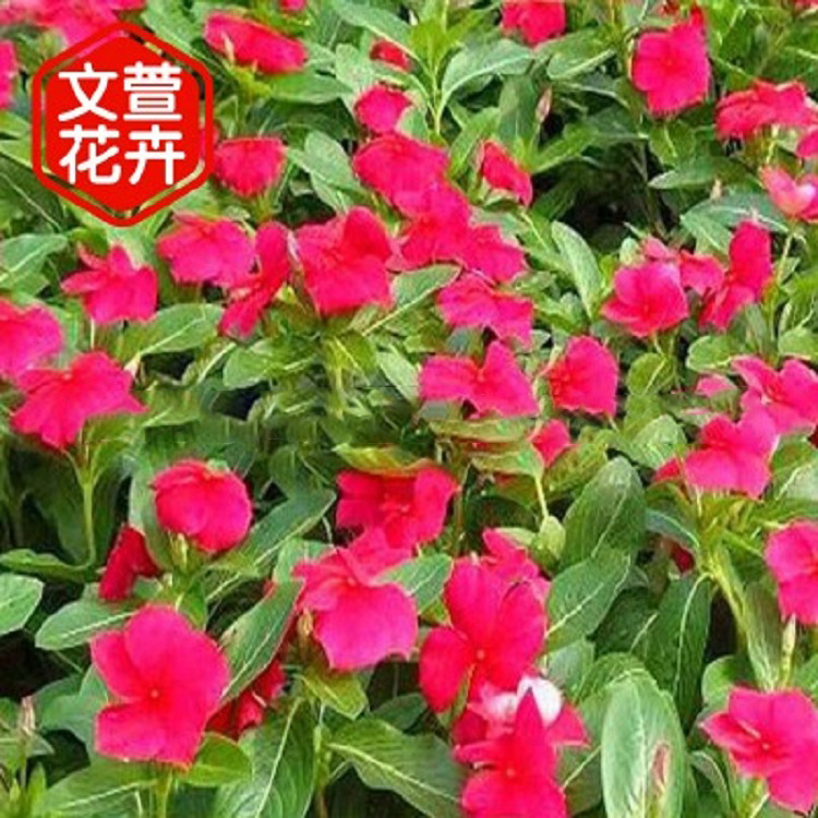 长春花 青州长春花 长春花销售