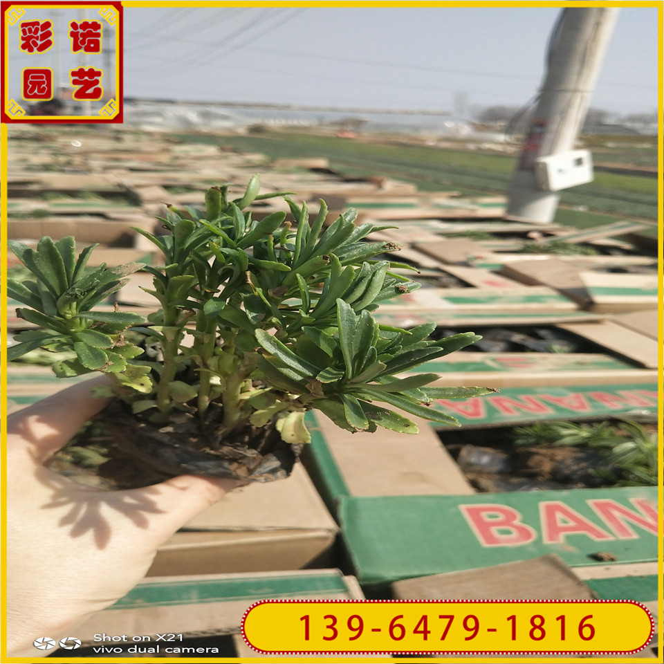 批发供应德国景天容器苗 绿化用三七景天黑杯苗 三七费菜小苗