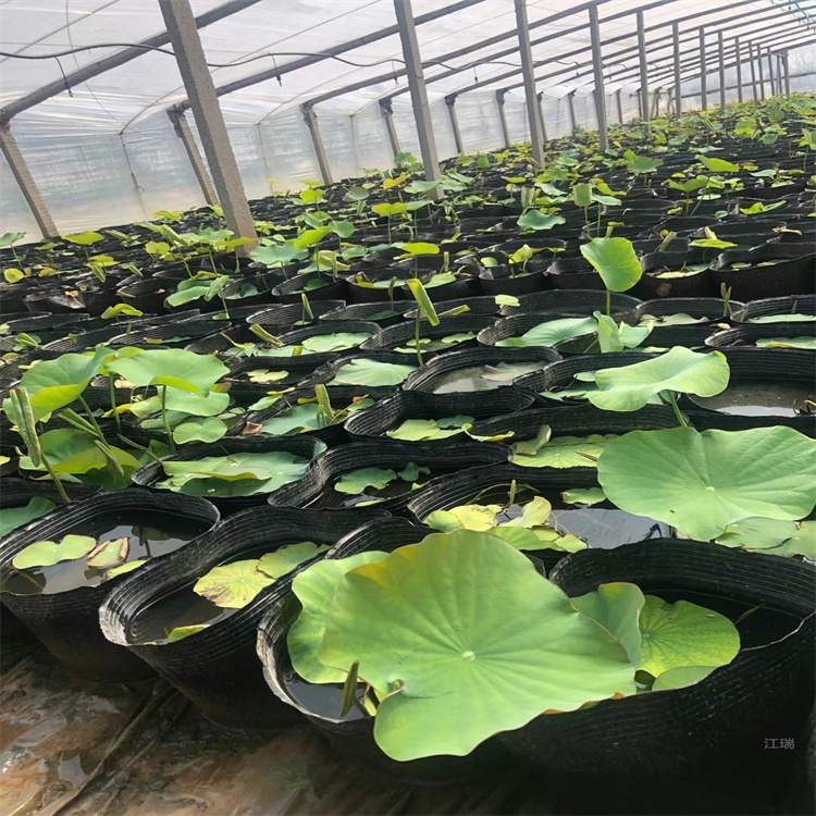 水体绿化荷花基地 江苏荷花精选厂家 江瑞