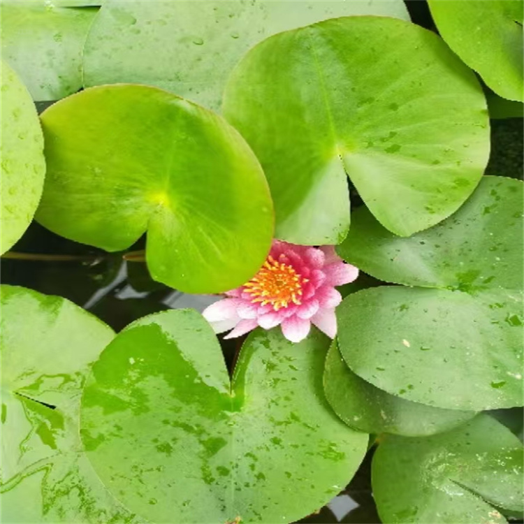 青岛睡莲批发 江瑞 池塘用苗品种睡莲价格