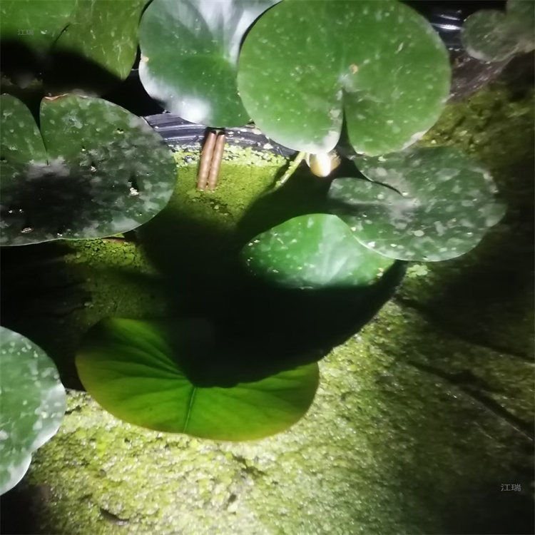 北京睡莲出售 睡莲小苗 多色睡莲现货供应 江瑞园艺