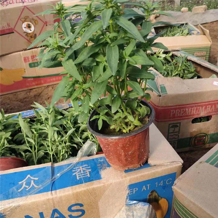 忠浩花卉 金鱼草行情 青州金鱼草大量供应