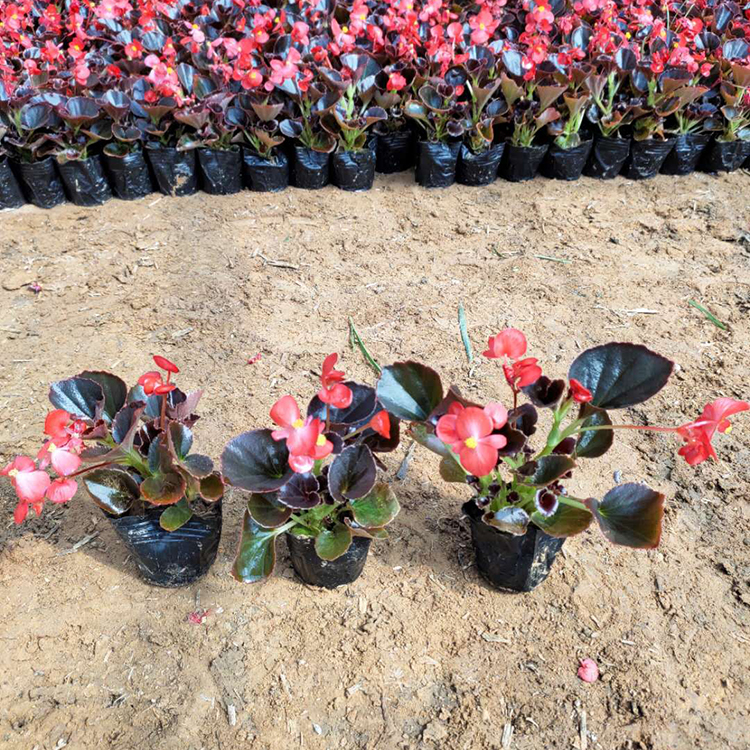 肉质花卉四季海棠 基地培育 忠浩花卉 四季海棠供应
