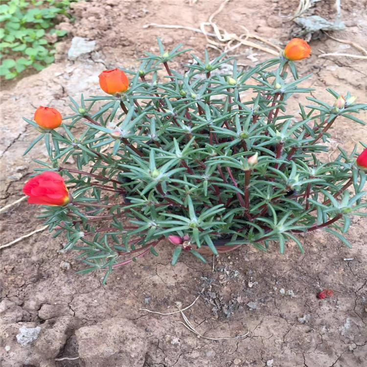 忠浩花卉 花卉批发 半枝莲价格 半枝莲销售商