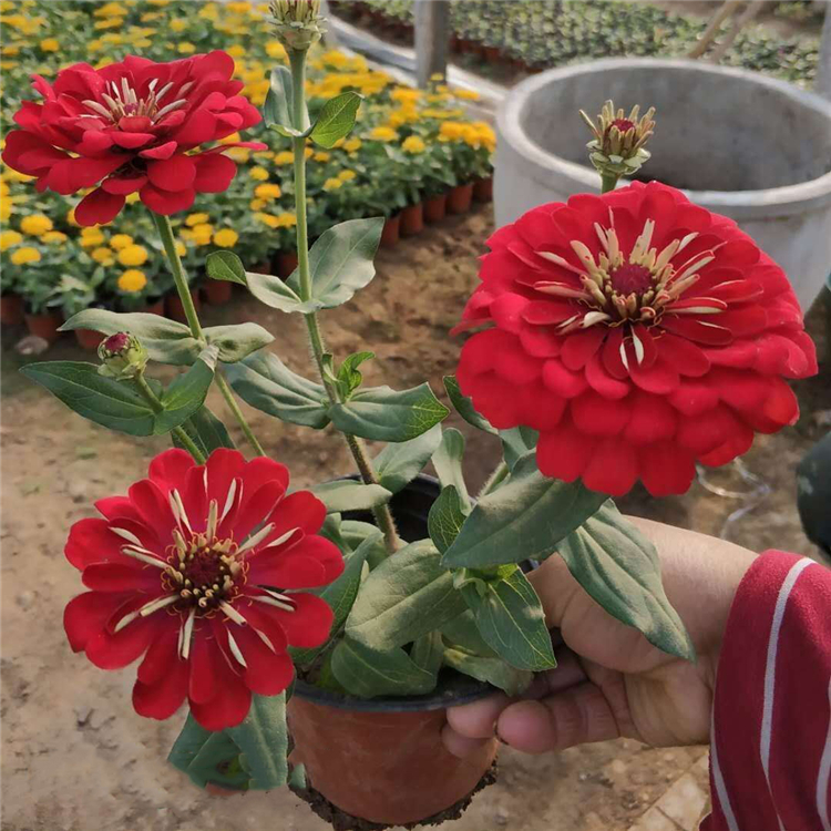 忠浩 山东青州百日草小苗批发 观赏盆栽苗 百日草供应