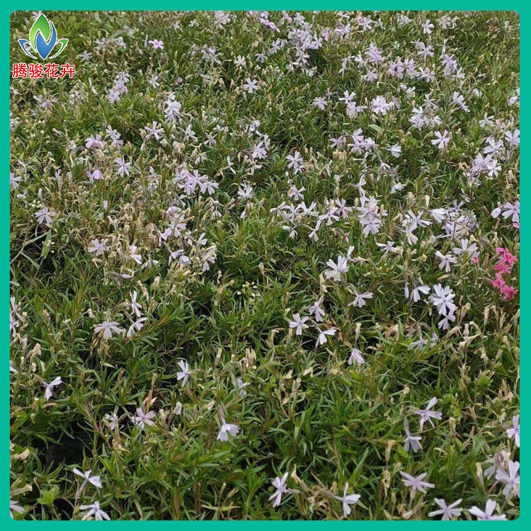 观赏花卉芝樱 基地供应 山东草花 丛生福禄考供应商