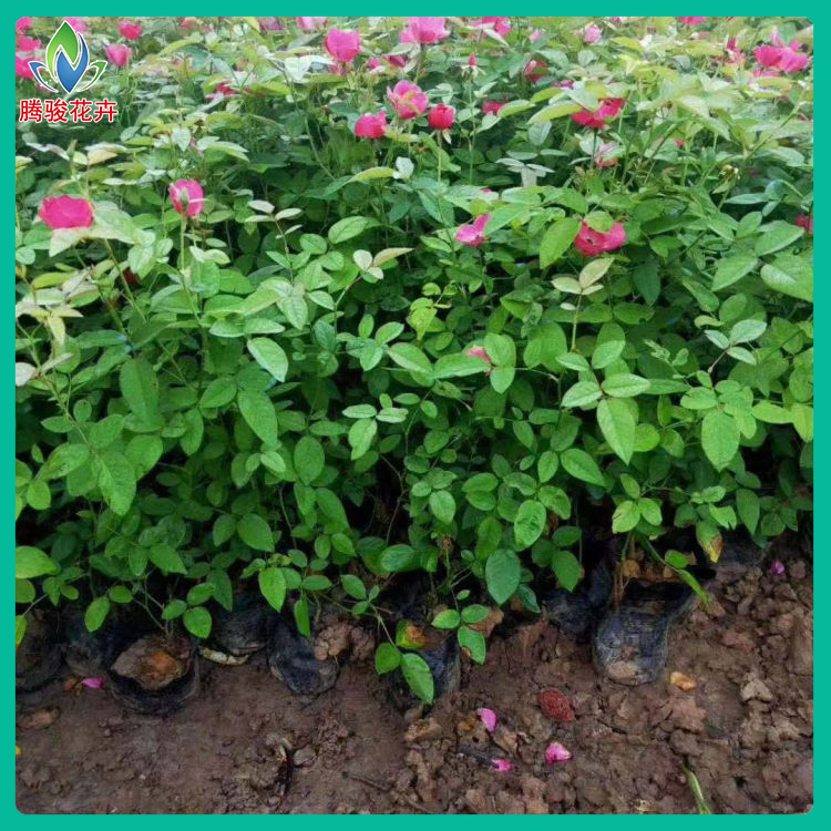 基地种植 上盆丰花月季 青州丰花月季种植基地