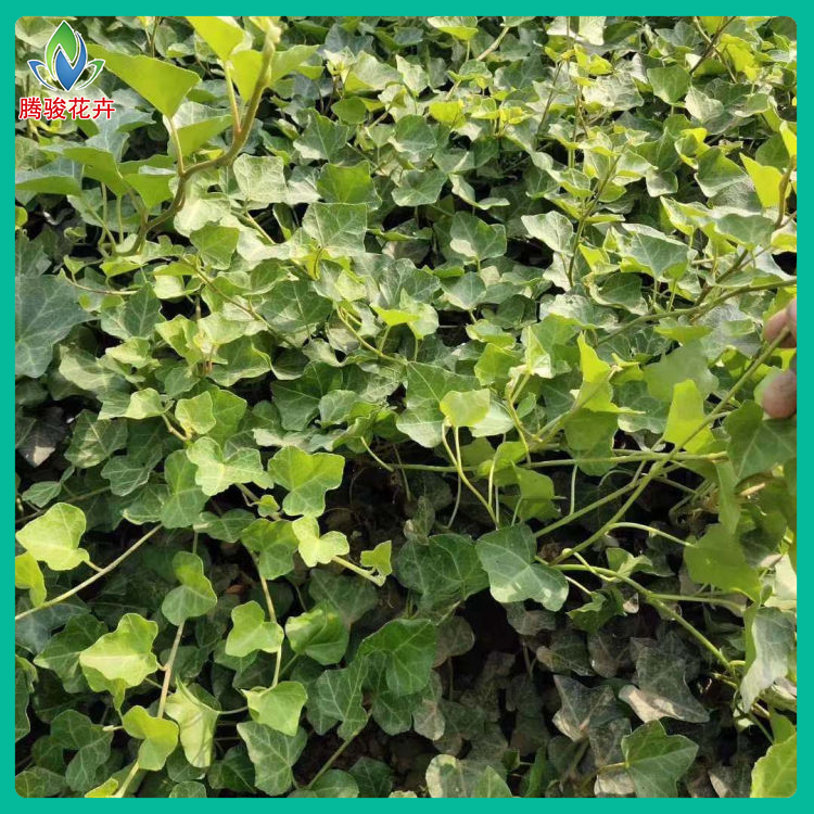 常春藤批发 物美价廉小皮碗常春藤 山东绿化植物种植基地