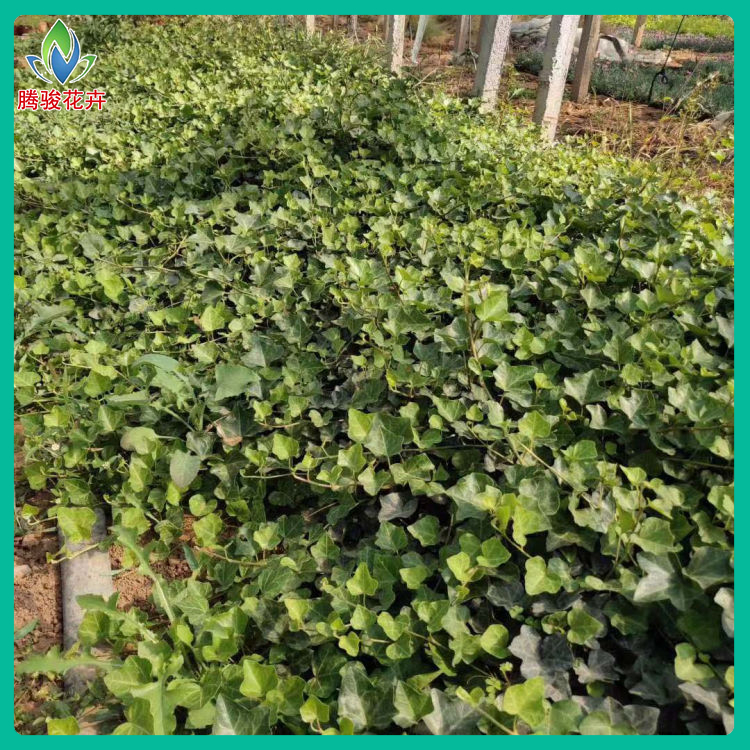 山东绿化植物种植基地 常青藤批量发货 品质好的 常春藤小苗