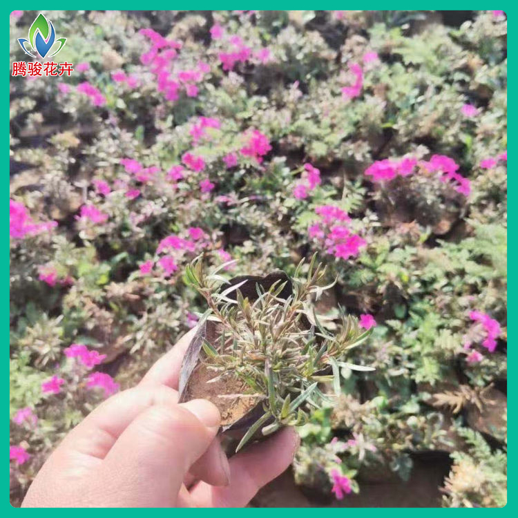 芝樱杯苗 量大优惠 山东草花 丛生福禄考供销