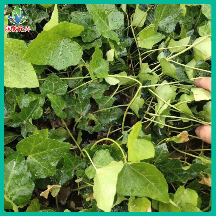 基地供应 常春藤绿化苗 山东绿化植物种植基地 常青藤小苗批发