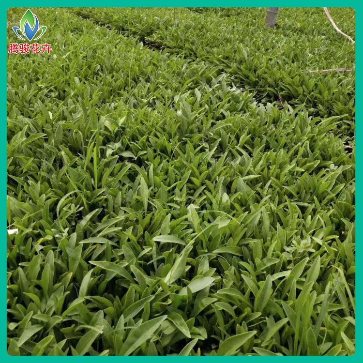 小波斯菊 适应性强 山东草花 金鸡菊种植基地