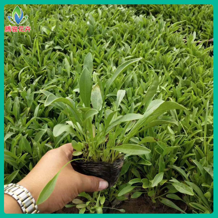 孔雀菊 报价合理 山东草花 金鸡菊销售
