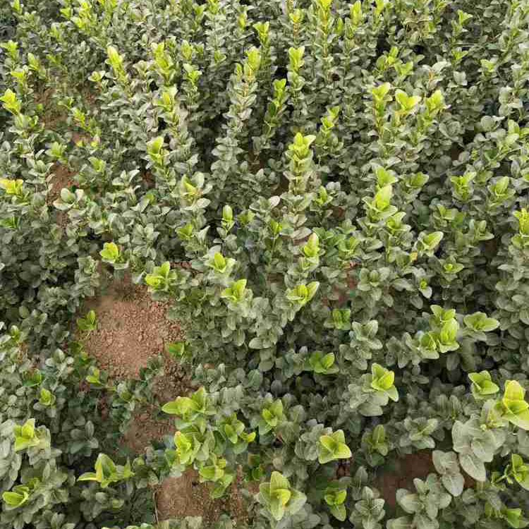 卫矛绿化苗 绿篱带造型用 基地直供卫矛球小苗