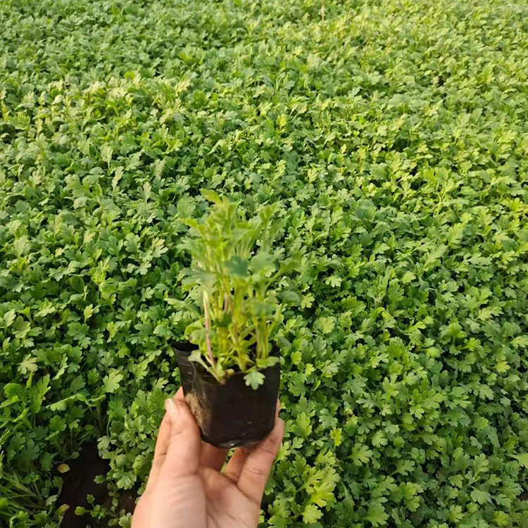 地被菊小苗培育基地 振玲供应地被菊小苗 欢迎选购