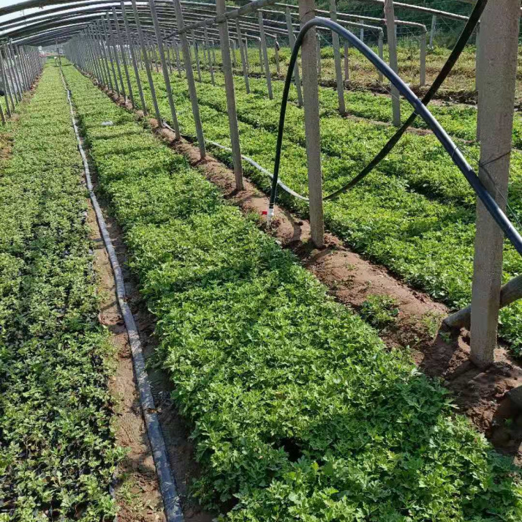 地被菊批发 绿化用地被菊 量大价优