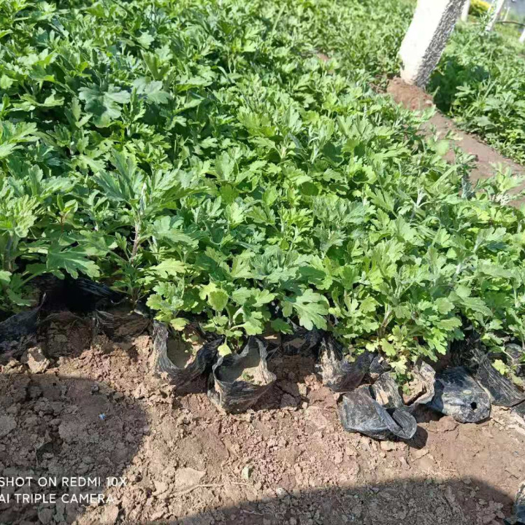 供应地被菊 地被菊批发基地 量大价优