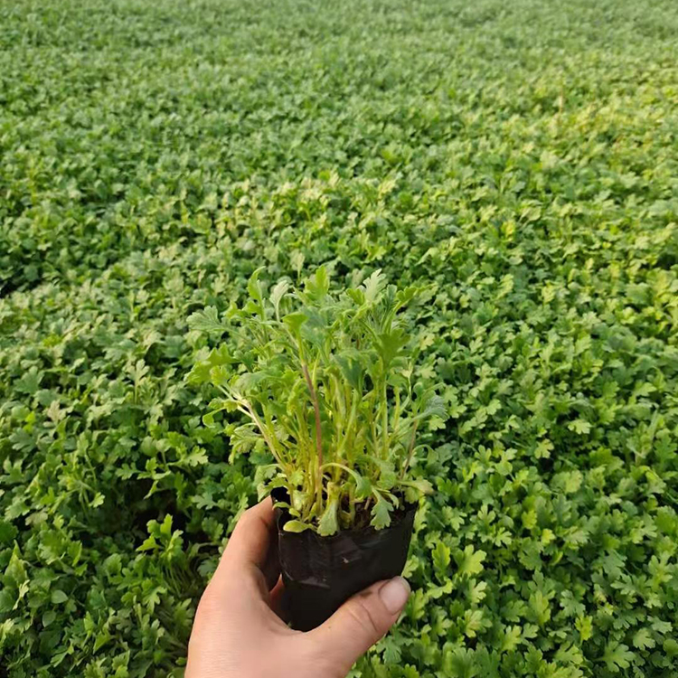 供应地被菊小苗 地被菊小苗批发基地 欢迎预定