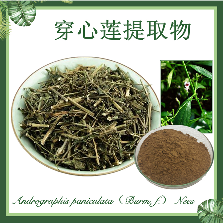 穿心莲提取物10:1 苦胆草提取物 现货供应