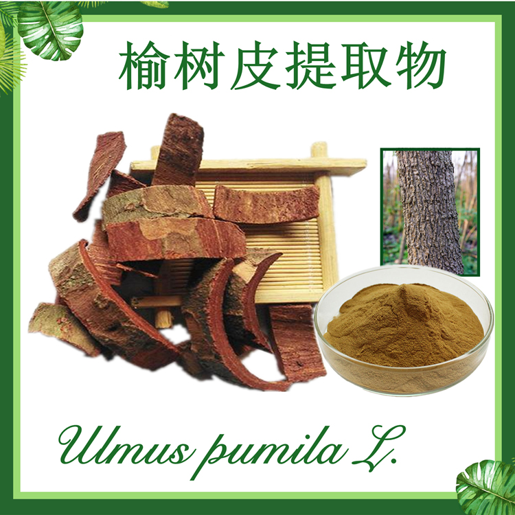榆树皮提取物10:1  榆钱树皮提取物 现货供应