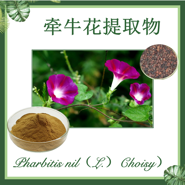 供应：牵牛花提取物10:1  牵牛子提取物  喇叭花提取物