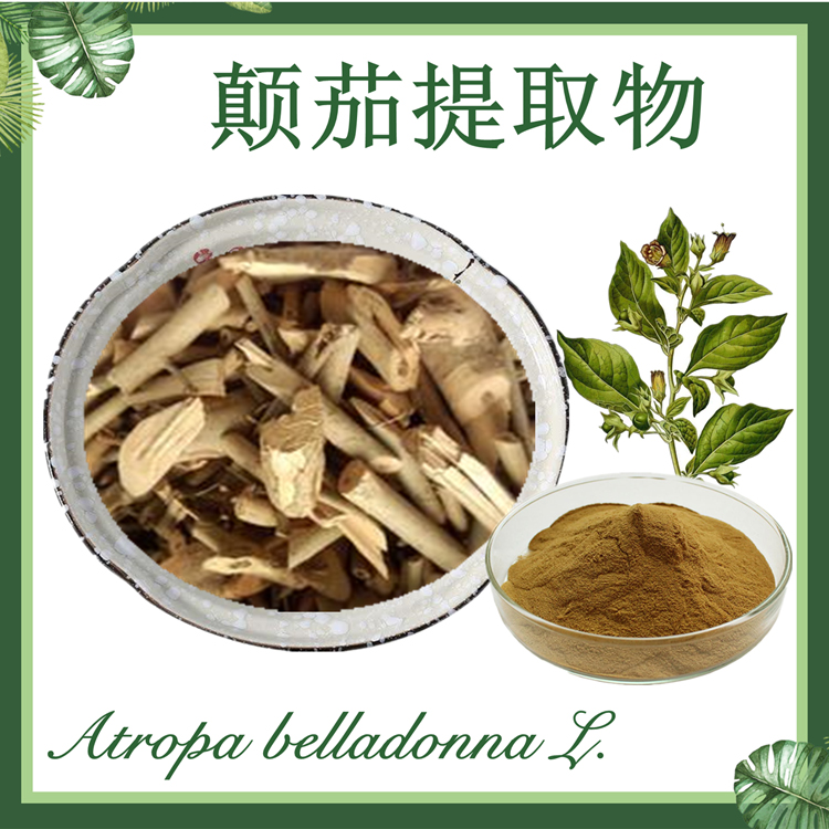 颠茄提取物10:1  颠茄草提取物