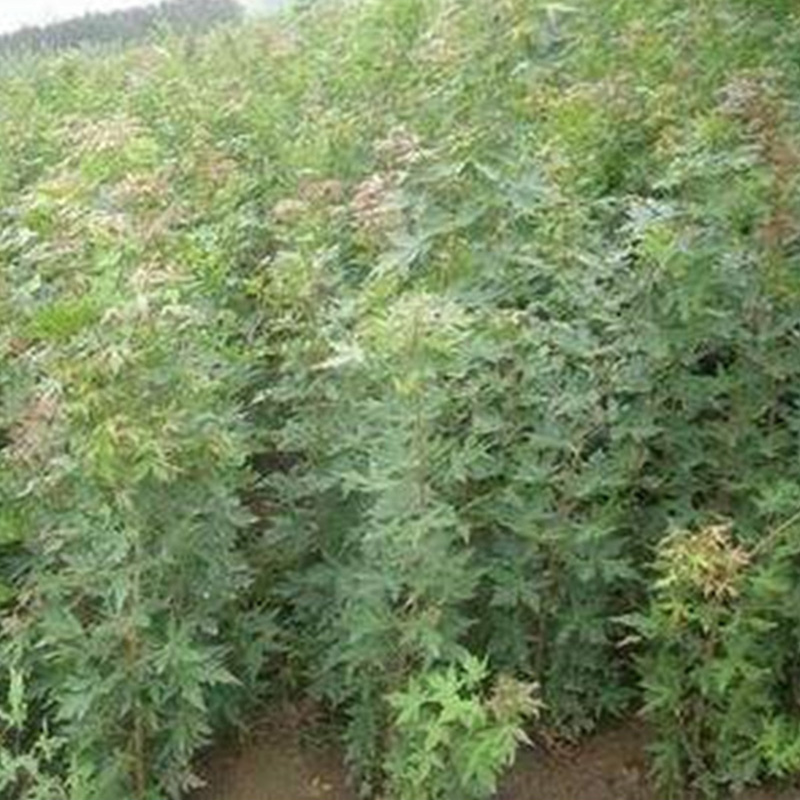 庭院绿化工程苗  供应五角枫苗 基地种植 量大优惠 保质保量