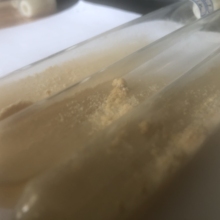 六妹系列羊肚菌母钟、原种、栽培种，存活率高，适应性强，产量稳！