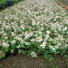 花叶络石批发基地 江瑞 地被绿化花叶络石价格