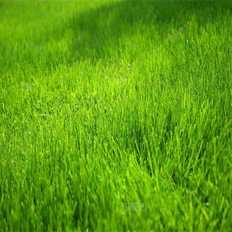 北京草坪基地 公园绿化草坪出售 江瑞草坪直批