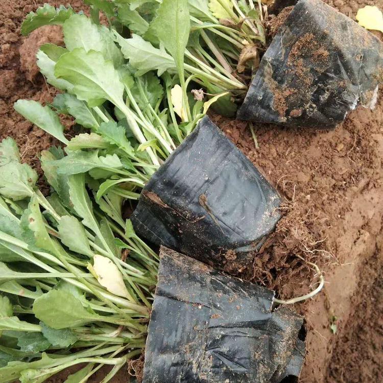 绿化植物大滨菊花海  大滨菊幼苗  多用于林缘或坡地片植