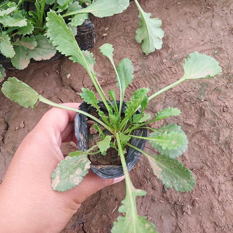 庭院阳台大滨菊盆栽  大滨菊小苗  花色清秀