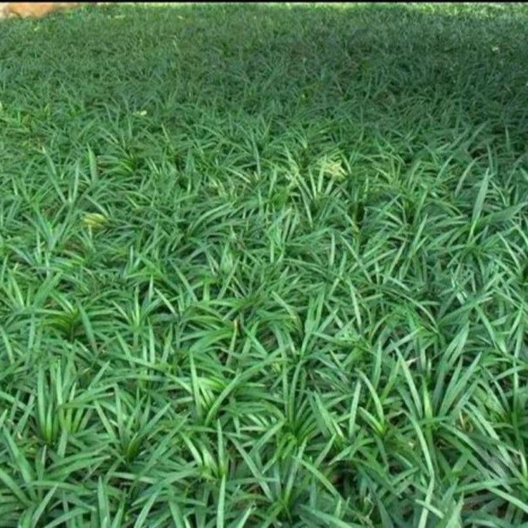 园林绿化地被麦冬  阔叶麦冬价格  公园绿化地被植物