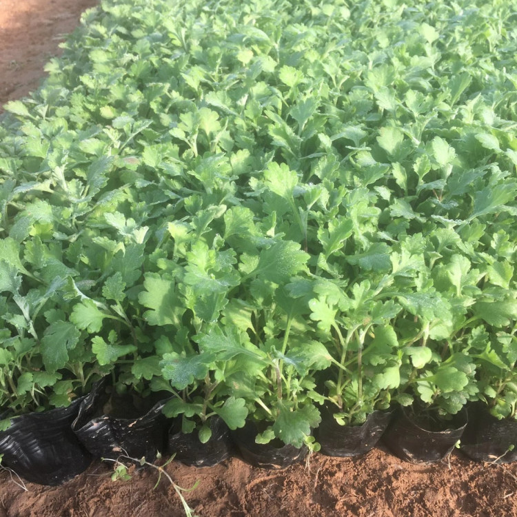 护坡绿化苗  地被菊花苗  花期9-10月