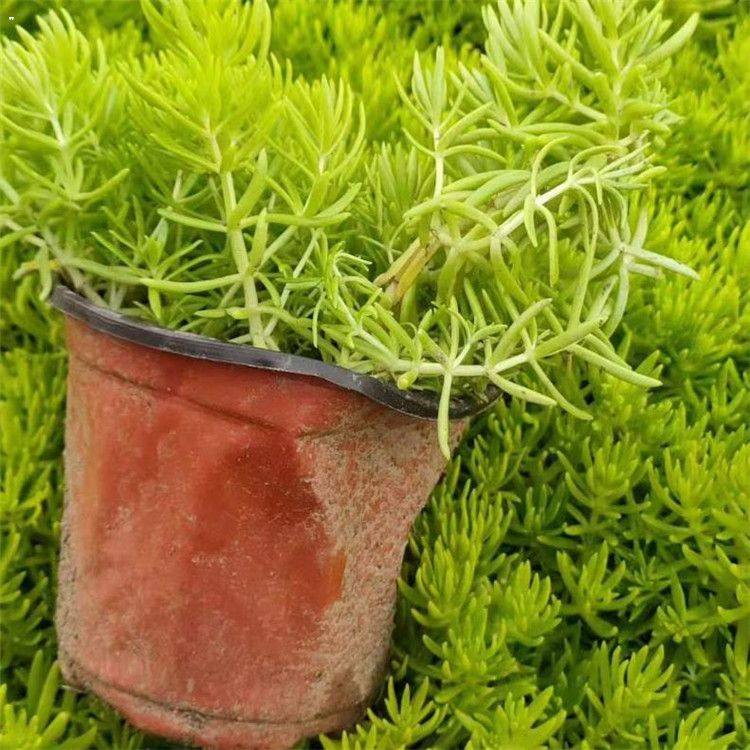 冠森  金叶佛甲草价格  生命力旺盛，长势好