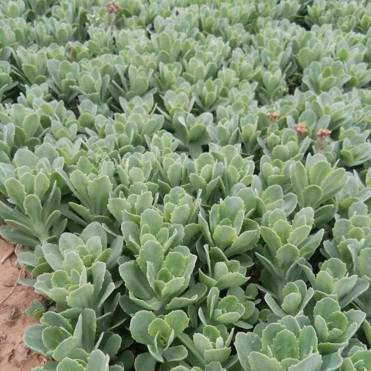 冠森  八宝景天小苗  株高30～50cm