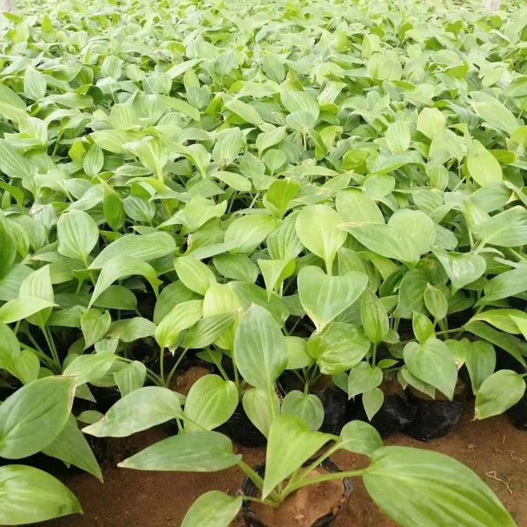 冠森  玉簪幼苗培育  花期长观赏性好