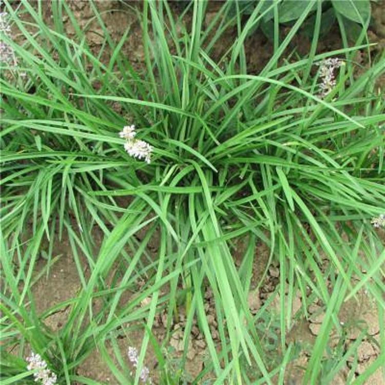地被草坪麦冬苗  金边麦冬价格  四季常绿 耐寒抗热