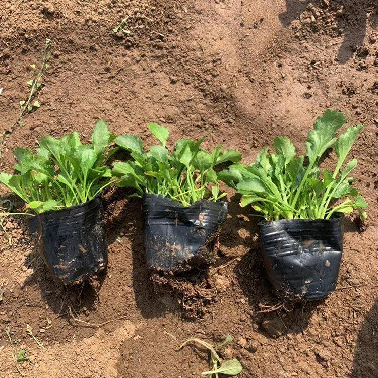 基地种植大滨菊  大滨菊价格  多用于林缘或坡地片植