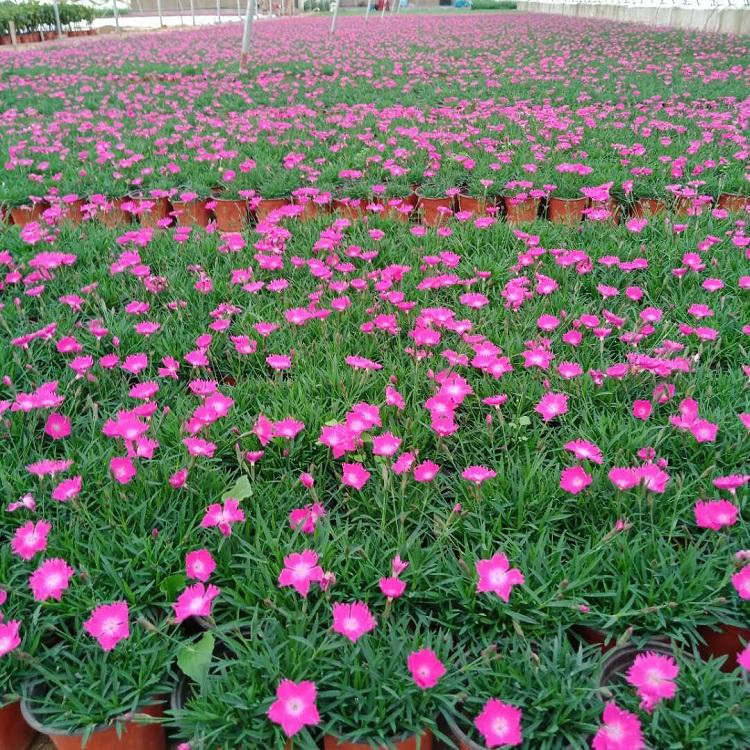 冠森欧石竹  欧石竹盆栽  植株低矮，适合花海打造