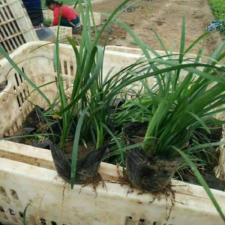 地被草坪麦冬苗  矮麦冬盆栽  植株低矮 养护简单