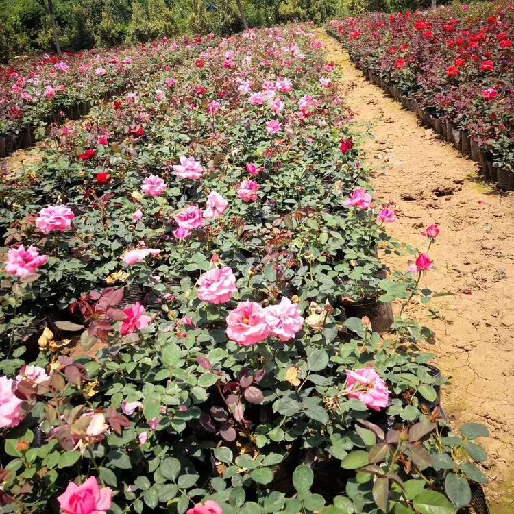 冠森  丰花月季  四季开花